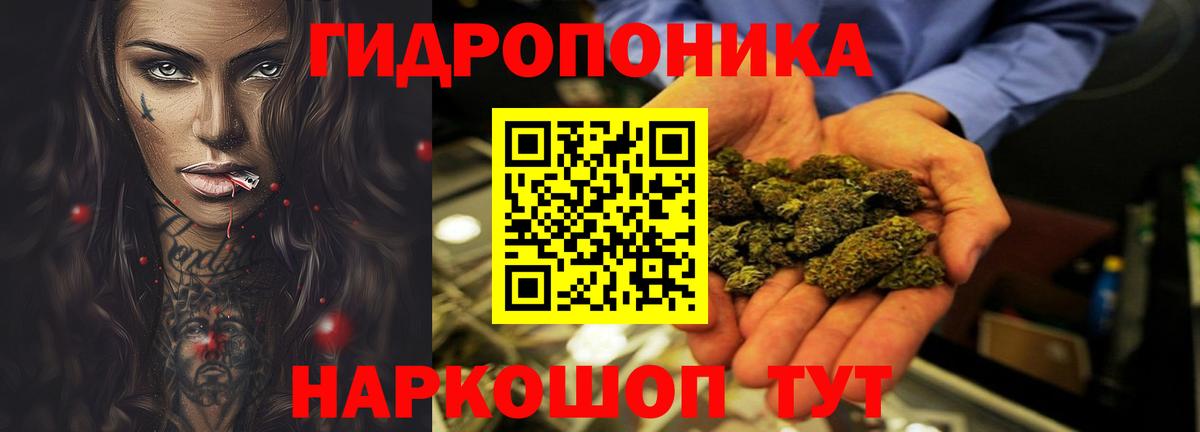 Конопля гибрид Обнинск